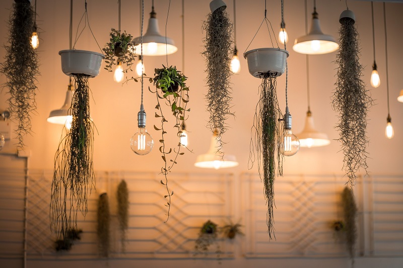 Fall Lighting Upgrades Close Up of Lights Hanging Inside a Business with Potted Plants Hanging Between Them
