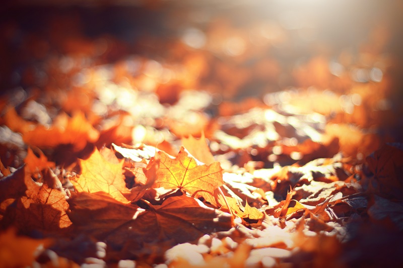 Outdoor LED Lighting Tips for Fall Leaves on the Ground